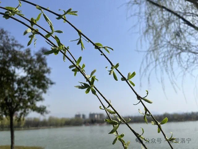 春天,是万物复苏的季节,也是大自然展现生命力的时刻.