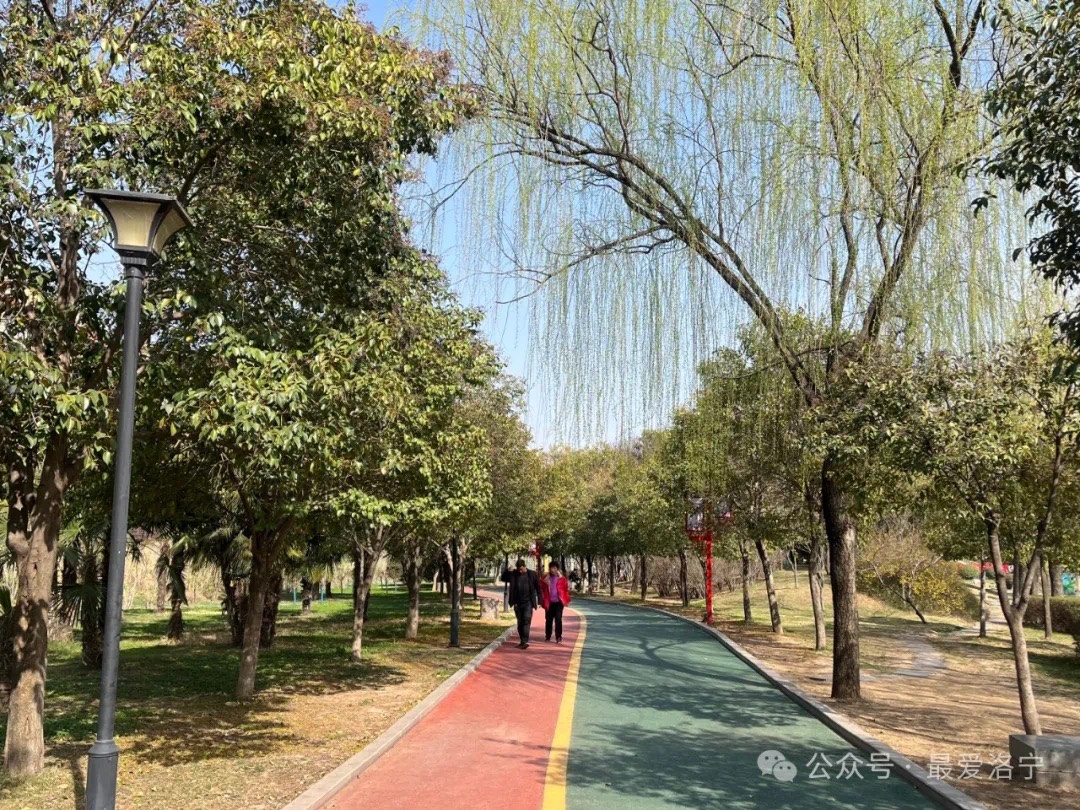 美丽洛宁|春来了,永宁湖柳树吐新绿-大象网