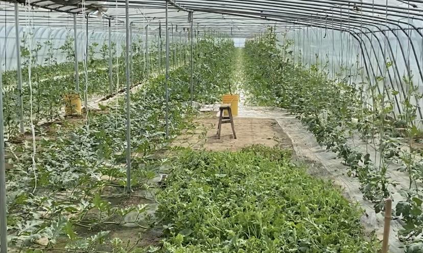 尚庄村目前西瓜种植1100亩,品种涵盖"美都""甜王""8424""奶油吊瓜"等