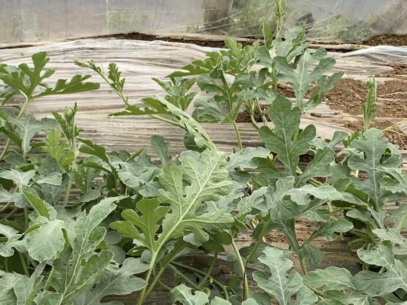 尚庄村目前西瓜种植1100亩,品种涵盖"美都""甜王""8424""奶油吊瓜"等