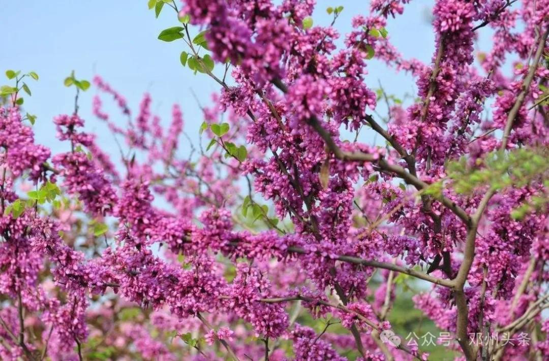 邓州市赏花地图发布!诚邀全国游客来邓州赏花-大象网