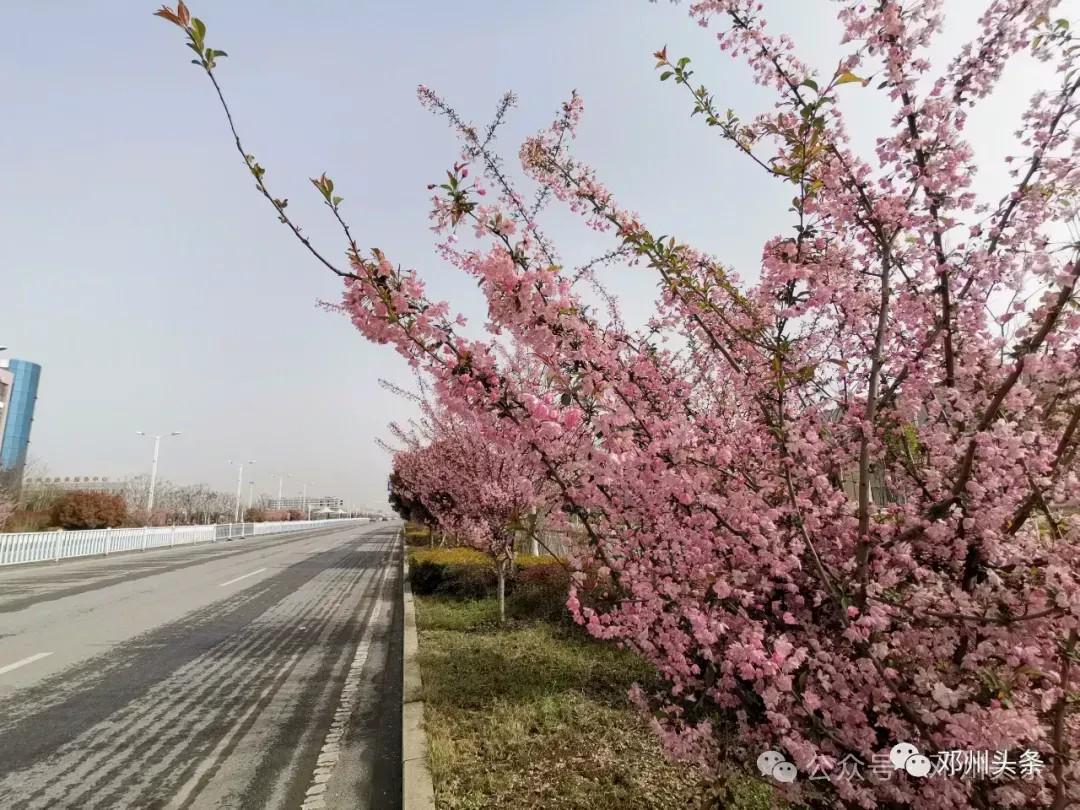 邓州市赏花地图发布!诚邀全国游客来邓州赏花-大象网