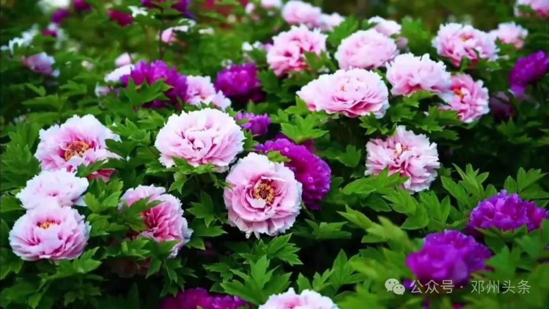 邓州市赏花地图发布!诚邀全国游客来邓州赏花-大象网