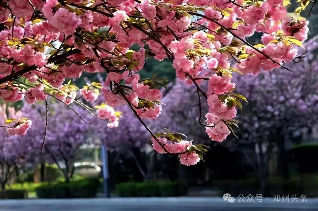 邓州市赏花地图发布!诚邀全国游客来邓州赏花-大象网