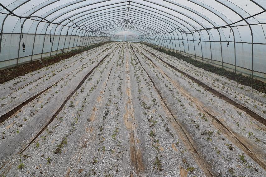 王店社区产业扶贫基地大棚里培育的红薯种苗 何炜摄"2023年10月份,王
