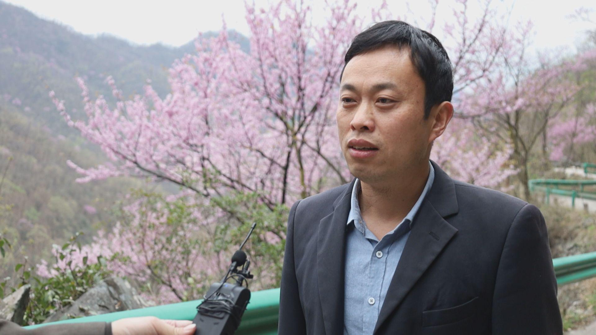 河南西峡县老君洞景区紫荆花海醉游人-大象网